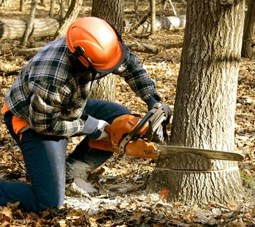 Tree Removal in New Liberty, IA